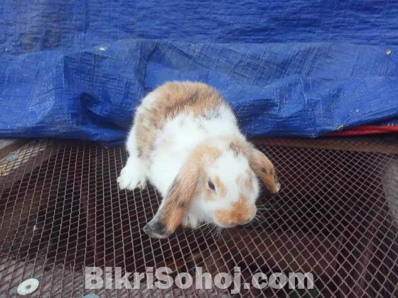 Holland lop rabbit